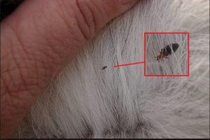 Bugs barbers might find in hair